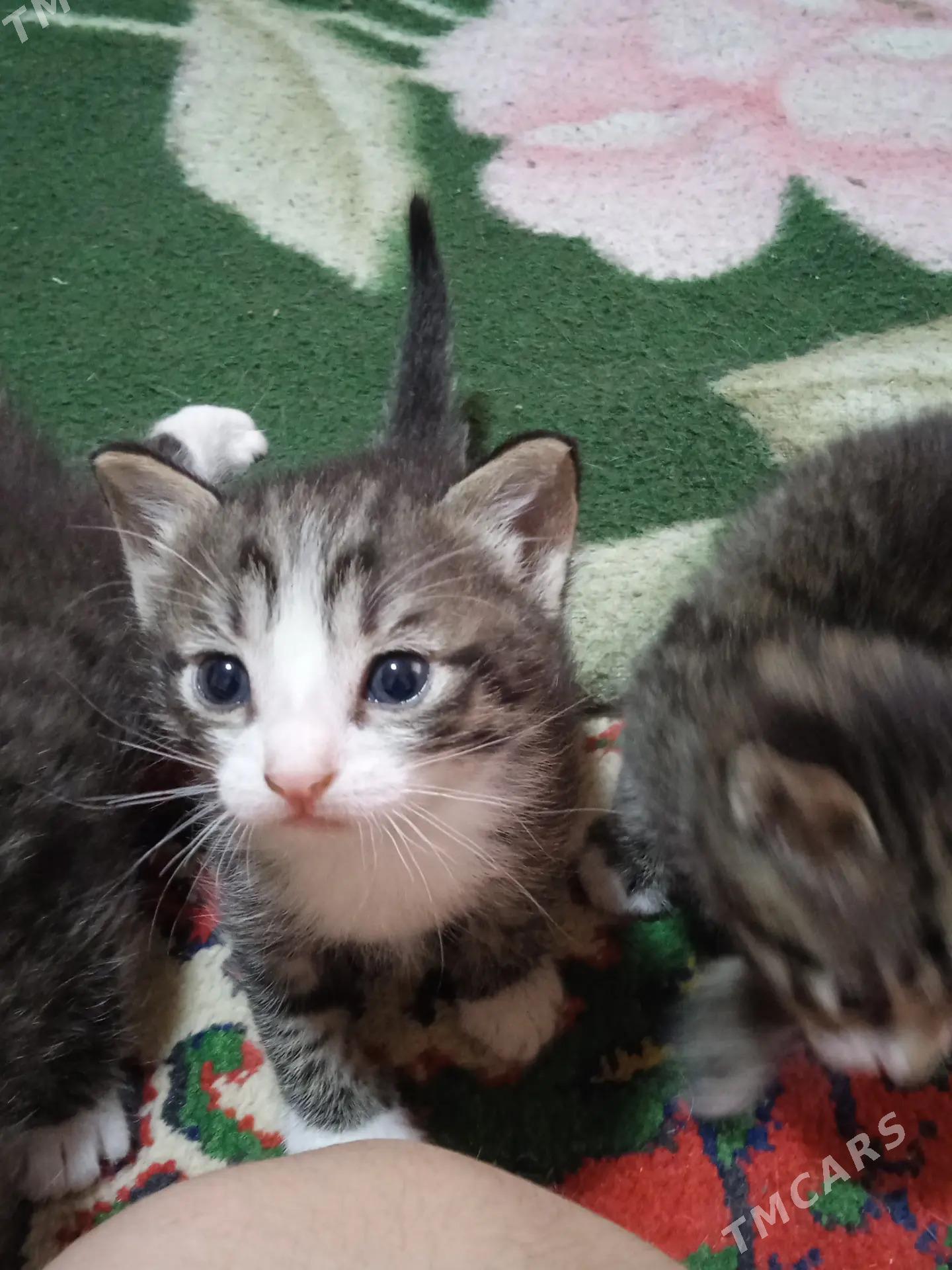 котята от домашней кошки - Бузмеин ГРЭС - img 4