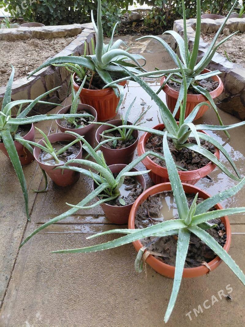 Otag gulleri - Мары - img 2