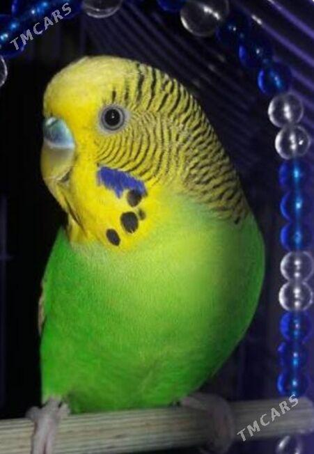 popugay oy guslary setklary - Aşgabat - img 5