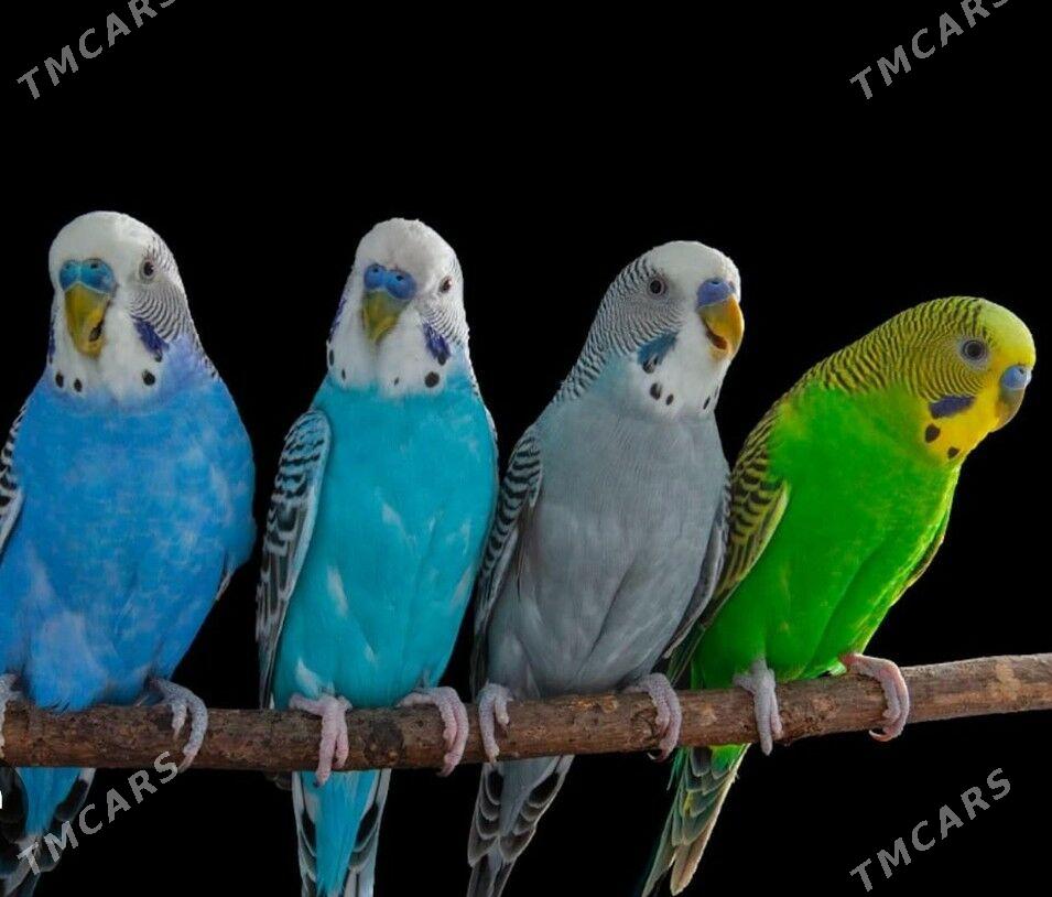 popugay oy guslary setklary - Aşgabat - img 3