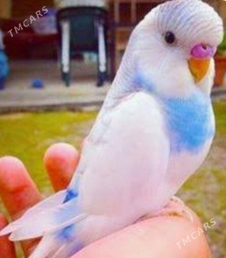 popugay oy guslary setklary - Aşgabat - img 4