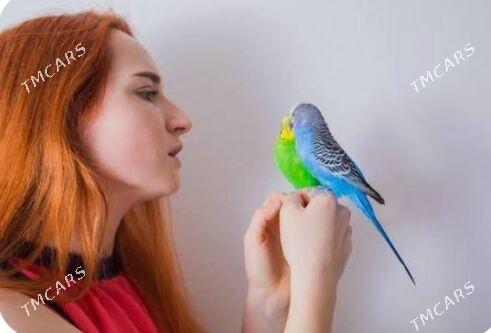 popugay oy guslary setklary - Aşgabat - img 1