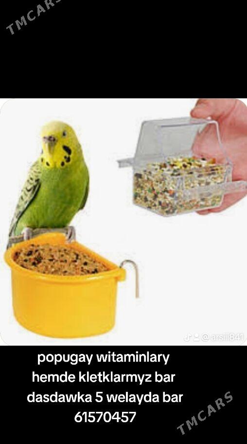 попугай гушлар сетклар - Ашхабад - img 1