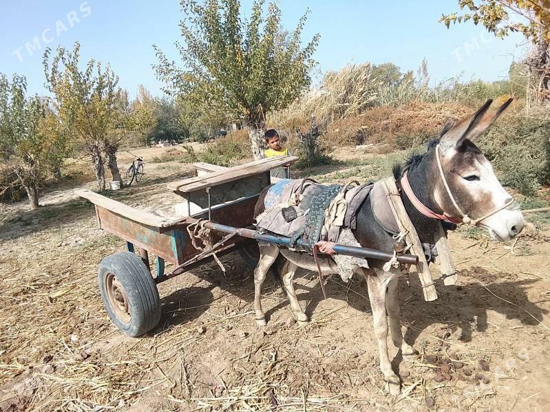 Esek - Boldumsaz - img 1