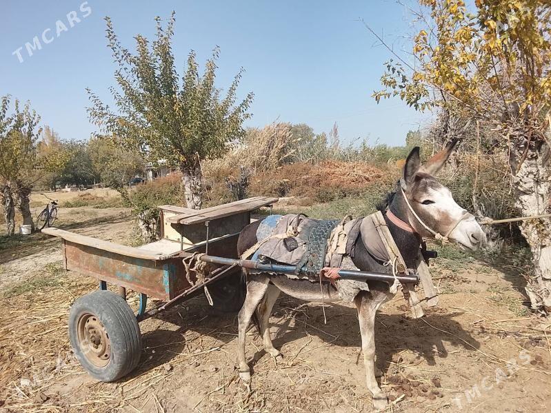 Esek - Boldumsaz - img 2