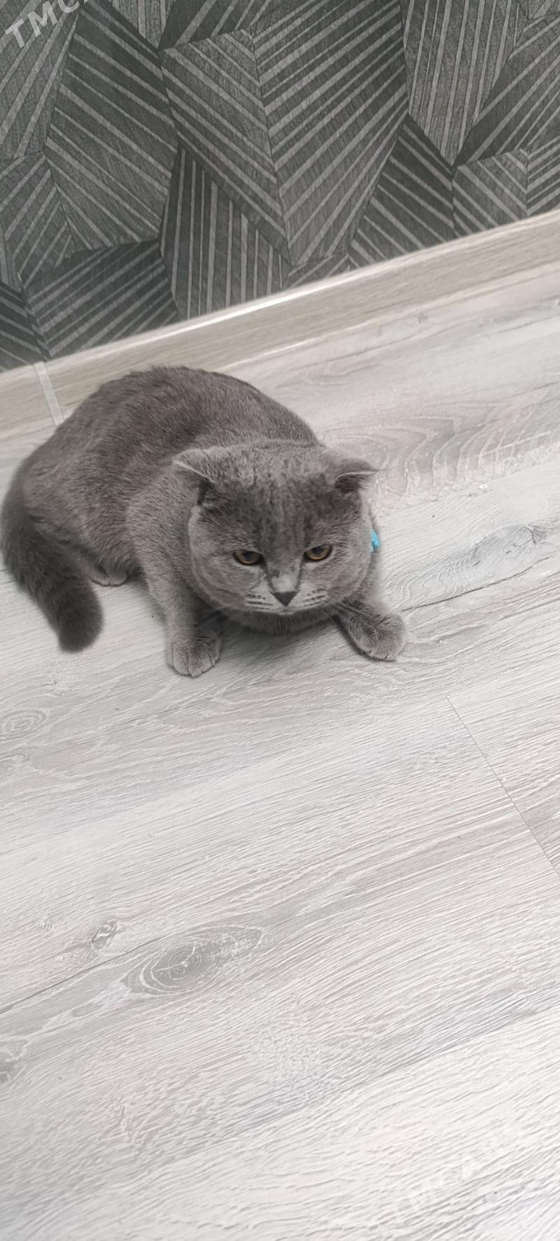 кот вислоуха - Туркменабат - img 1