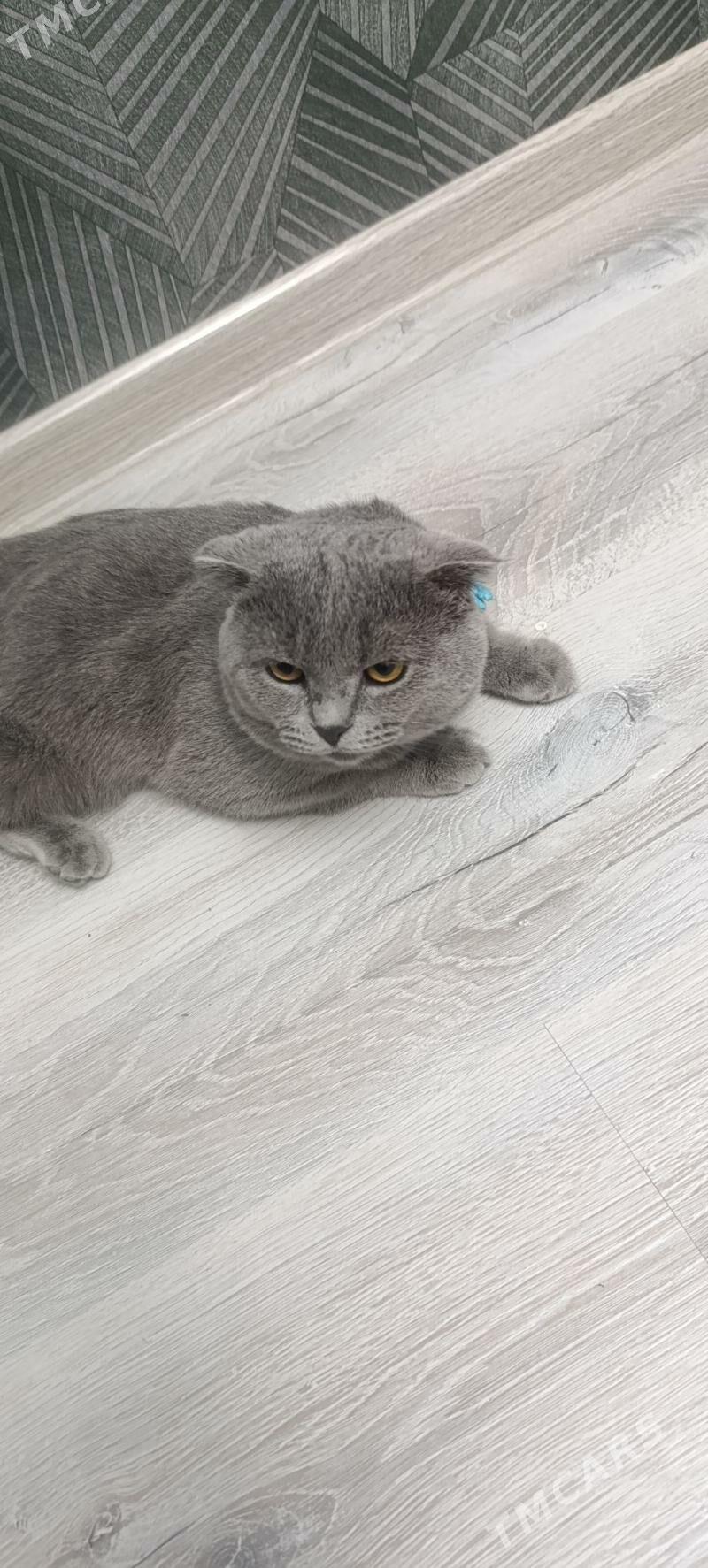 кот вислоуха - Туркменабат - img 2