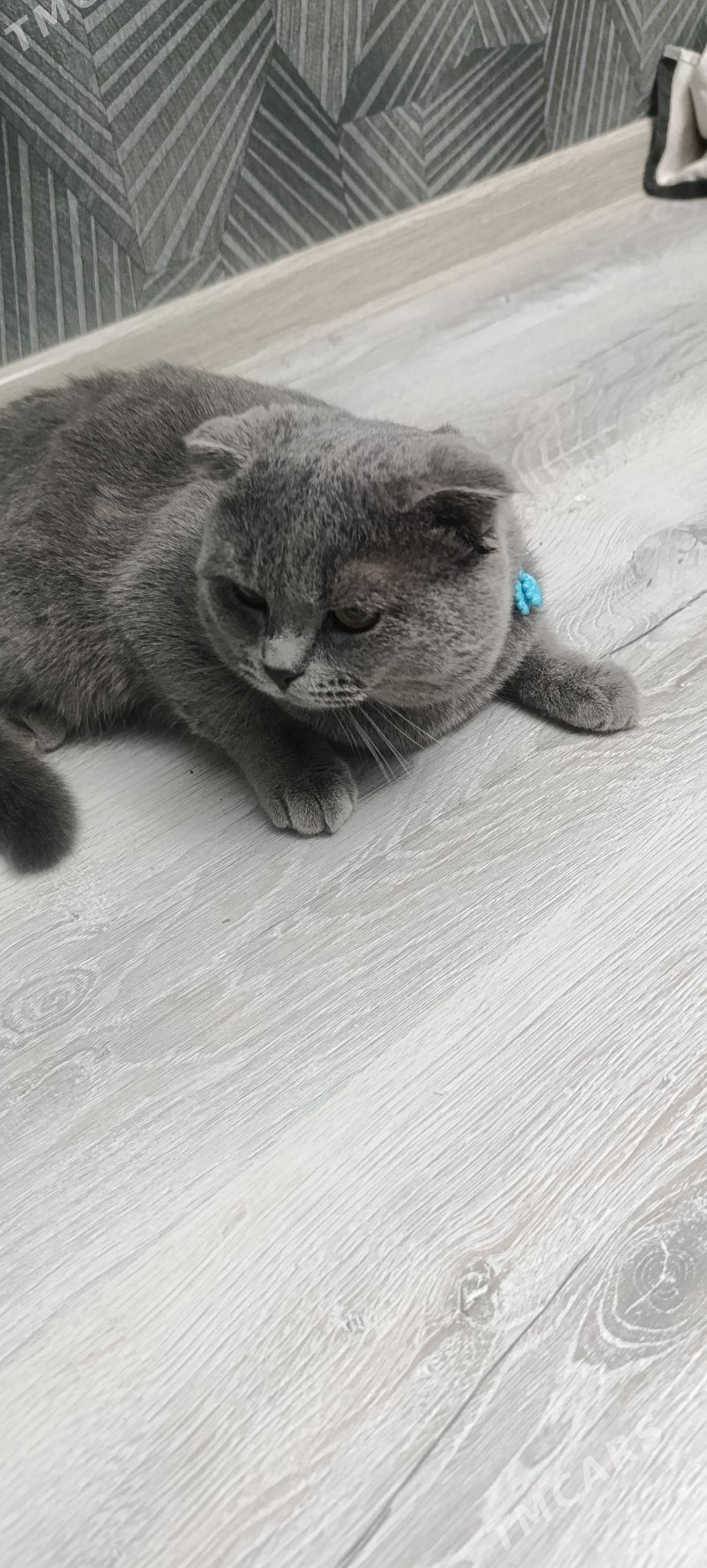 кот вислоуха - Туркменабат - img 3