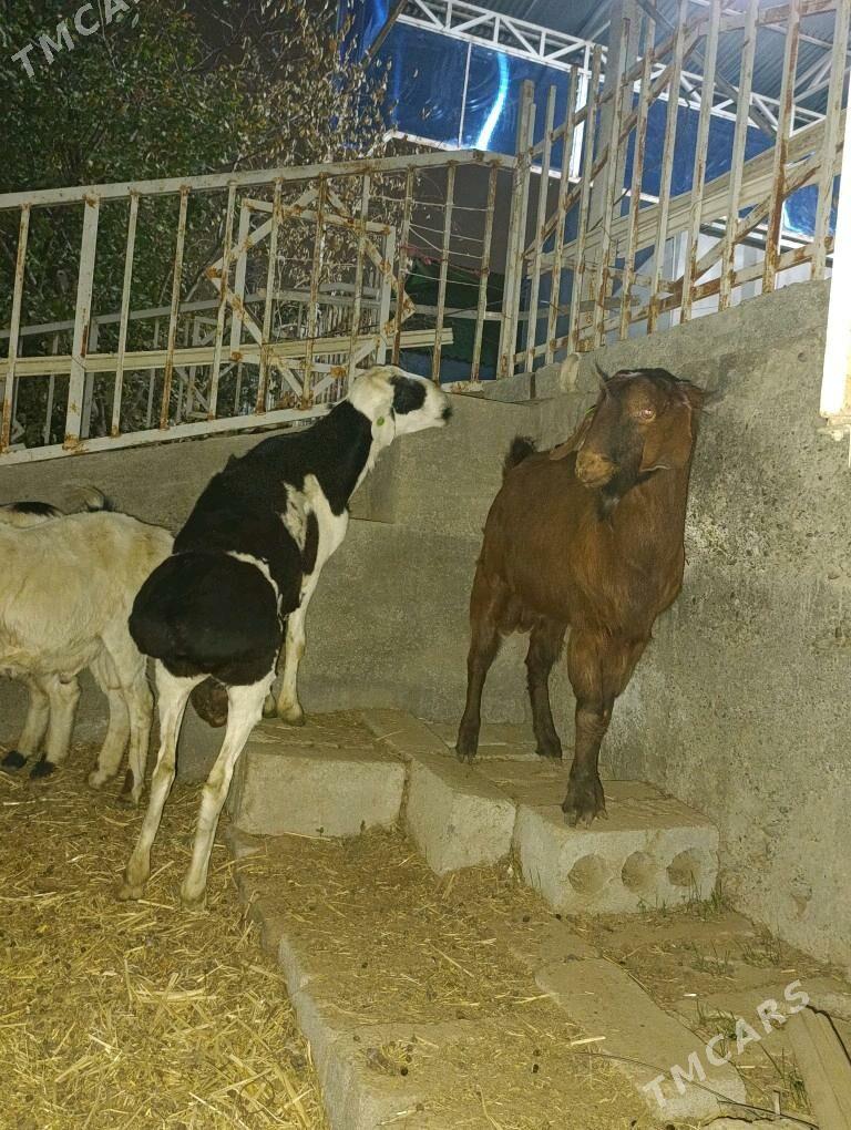 GOÇ TEKE - Bagyr - img 2