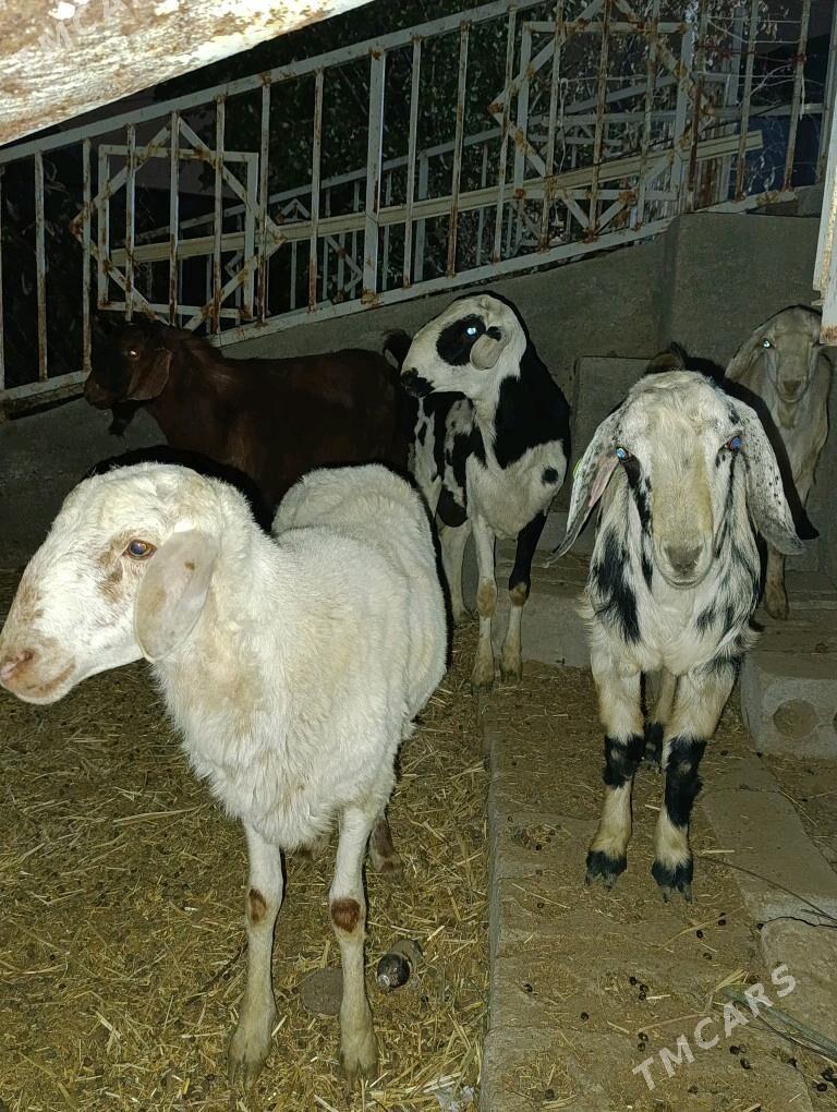 GOÇ TEKE - Bagyr - img 6