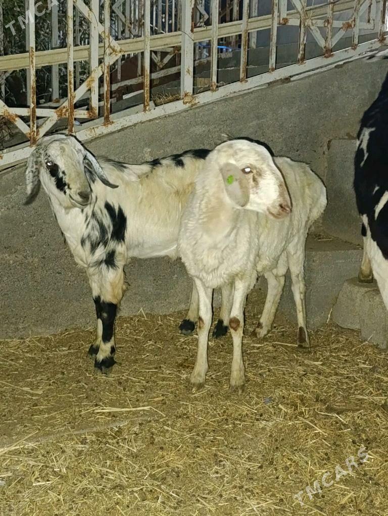 GOÇ TEKE - Bagyr - img 3