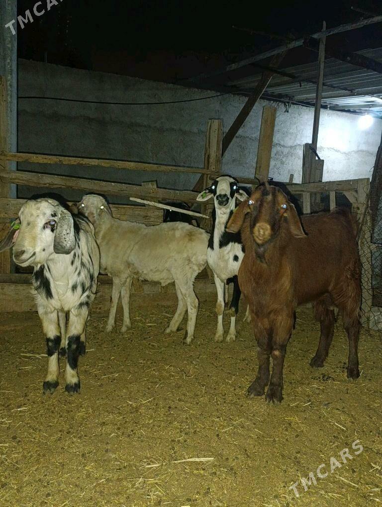 GOÇ TEKE - Bagyr - img 4