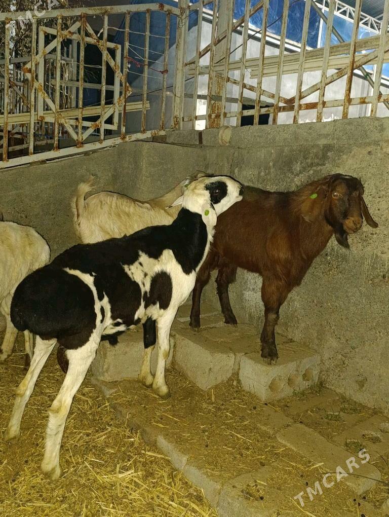 GOÇ TEKE - Bagyr - img 5