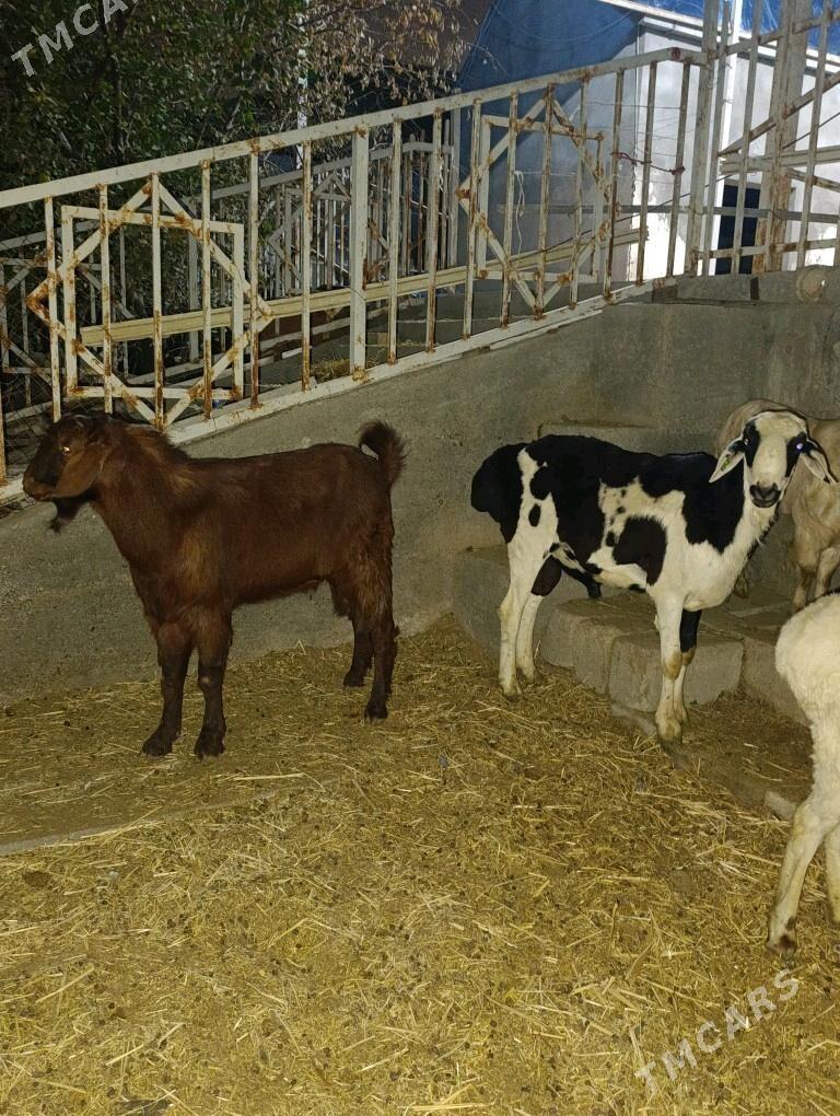 GOÇ TEKE - Bagyr - img 7