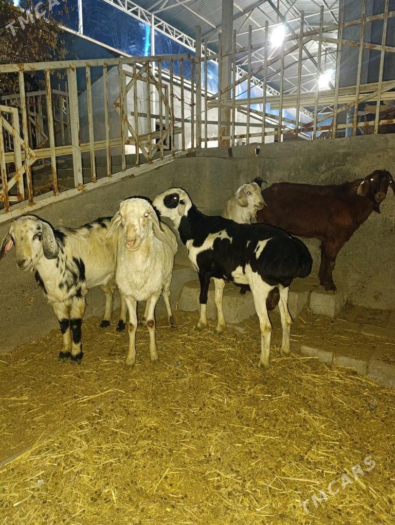 GOÇ TEKE - Bagyr - img 9