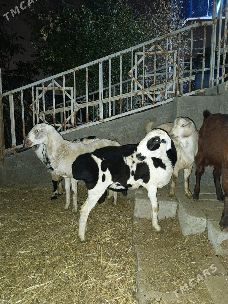 GOÇ TEKE - Bagyr - img 10