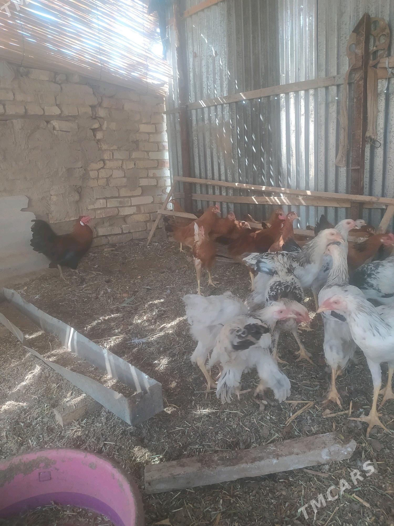 Balgar towuk - Сакарчага - img 2