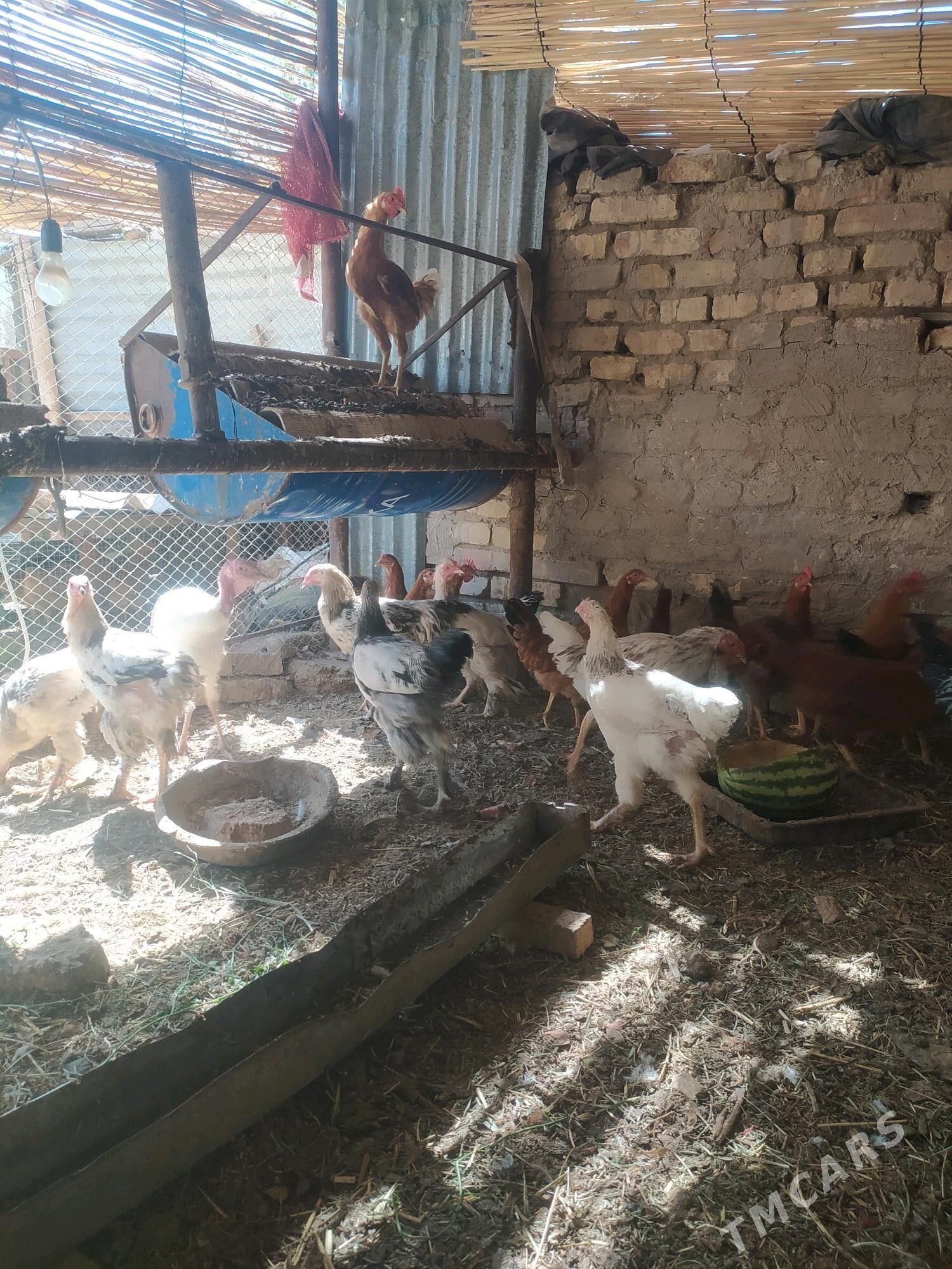 Balgar towuk - Сакарчага - img 1