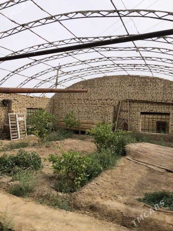 teplissa - Mary - img 2