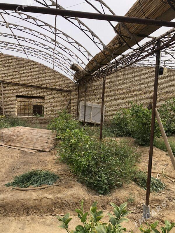 teplissa - Mary - img 8