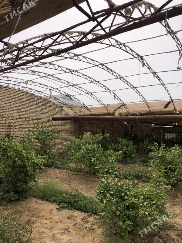 teplissa - Mary - img 4