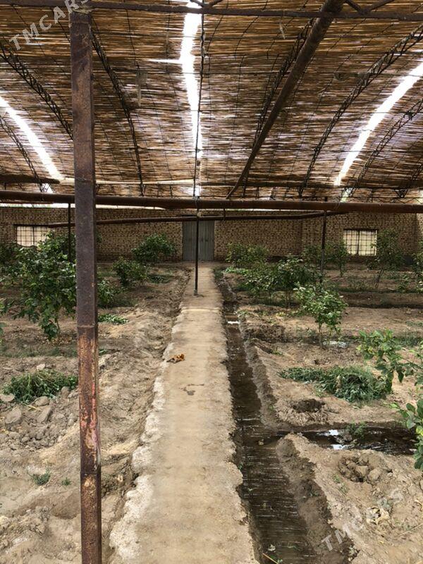 teplissa - Mary - img 3