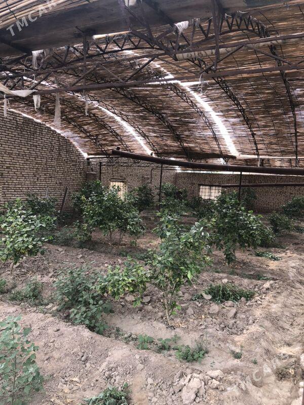 teplissa - Mary - img 1