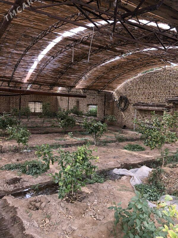 teplissa - Mary - img 6