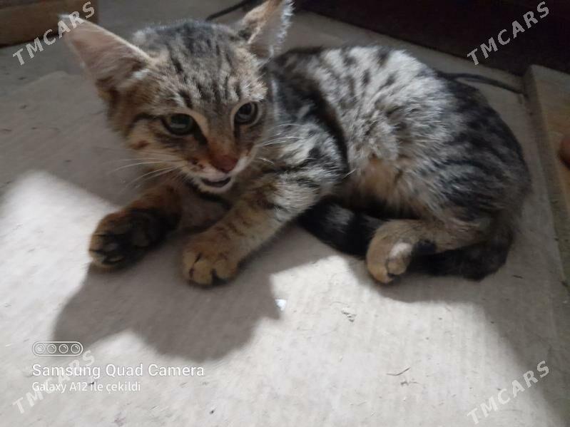 Öydecil pisik - Gökdepe - img 3