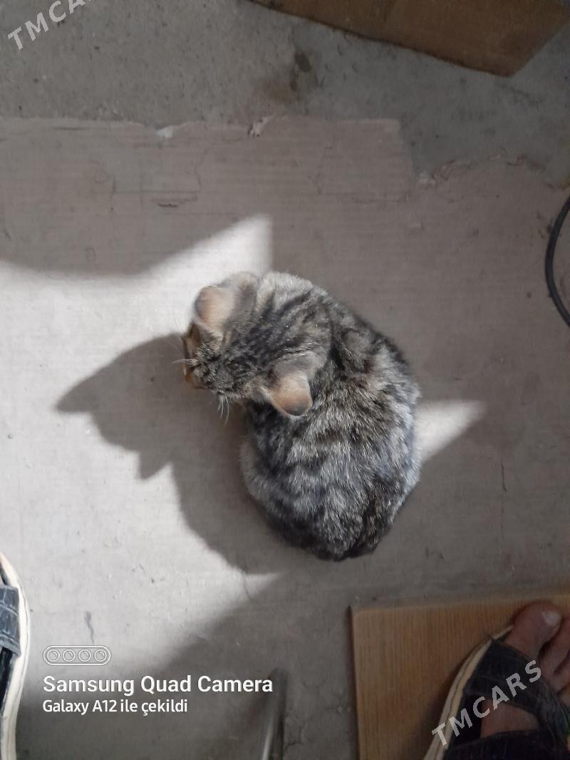 Öydecil pisik - Gökdepe - img 2