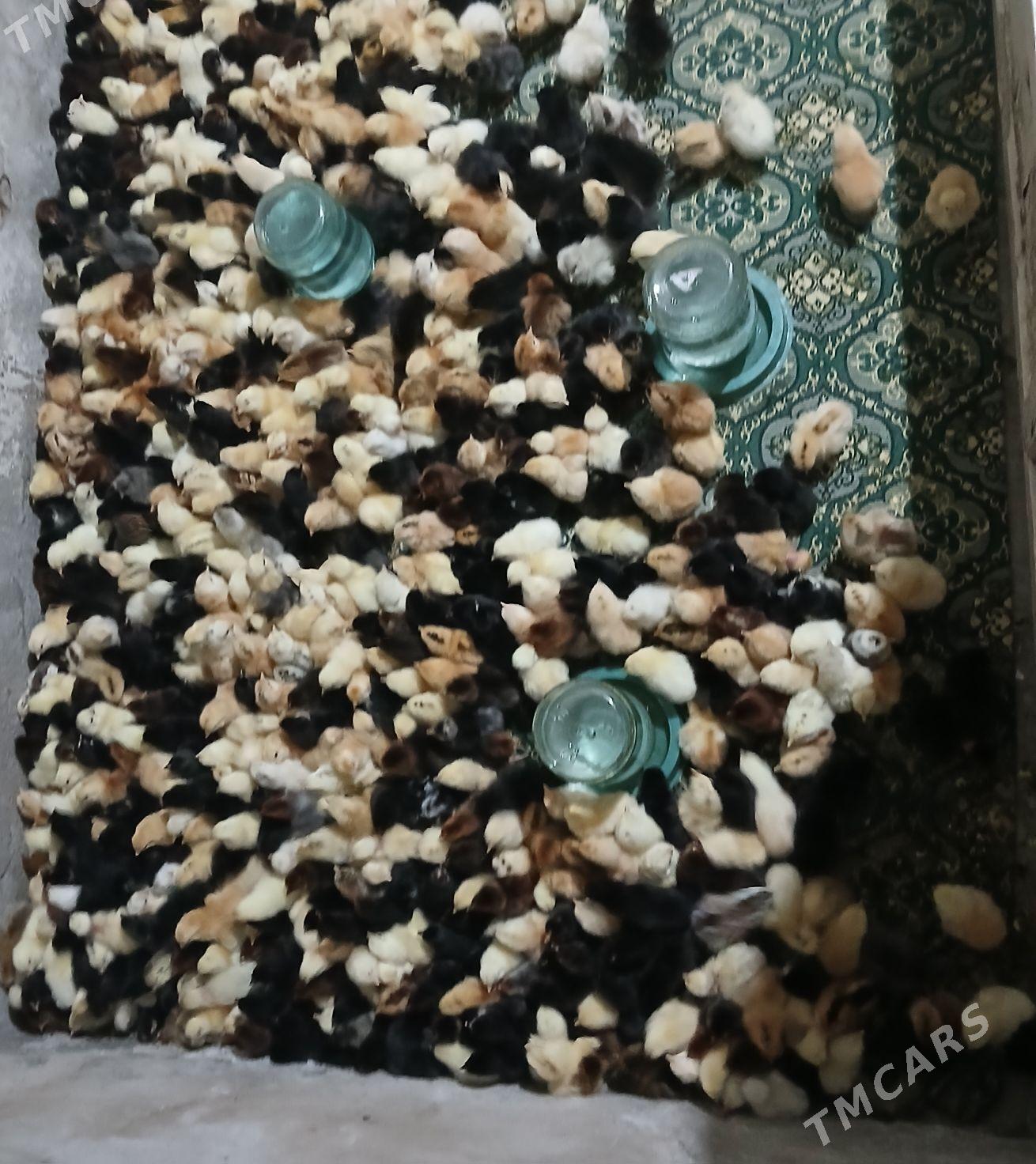 Juje mesny - Туркменабат - img 1