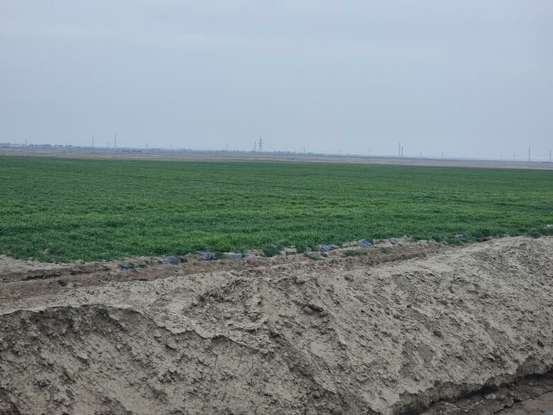 maldarçylyk  ferma - Kaka - img 9