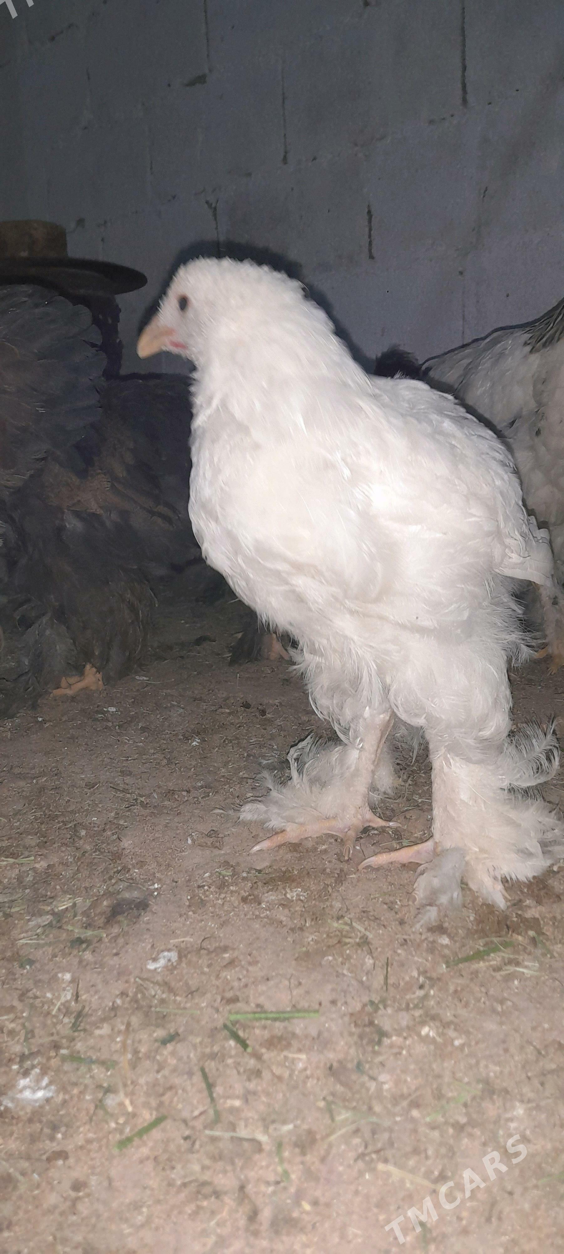 Brama 5 aý - Gökdepe - img 2