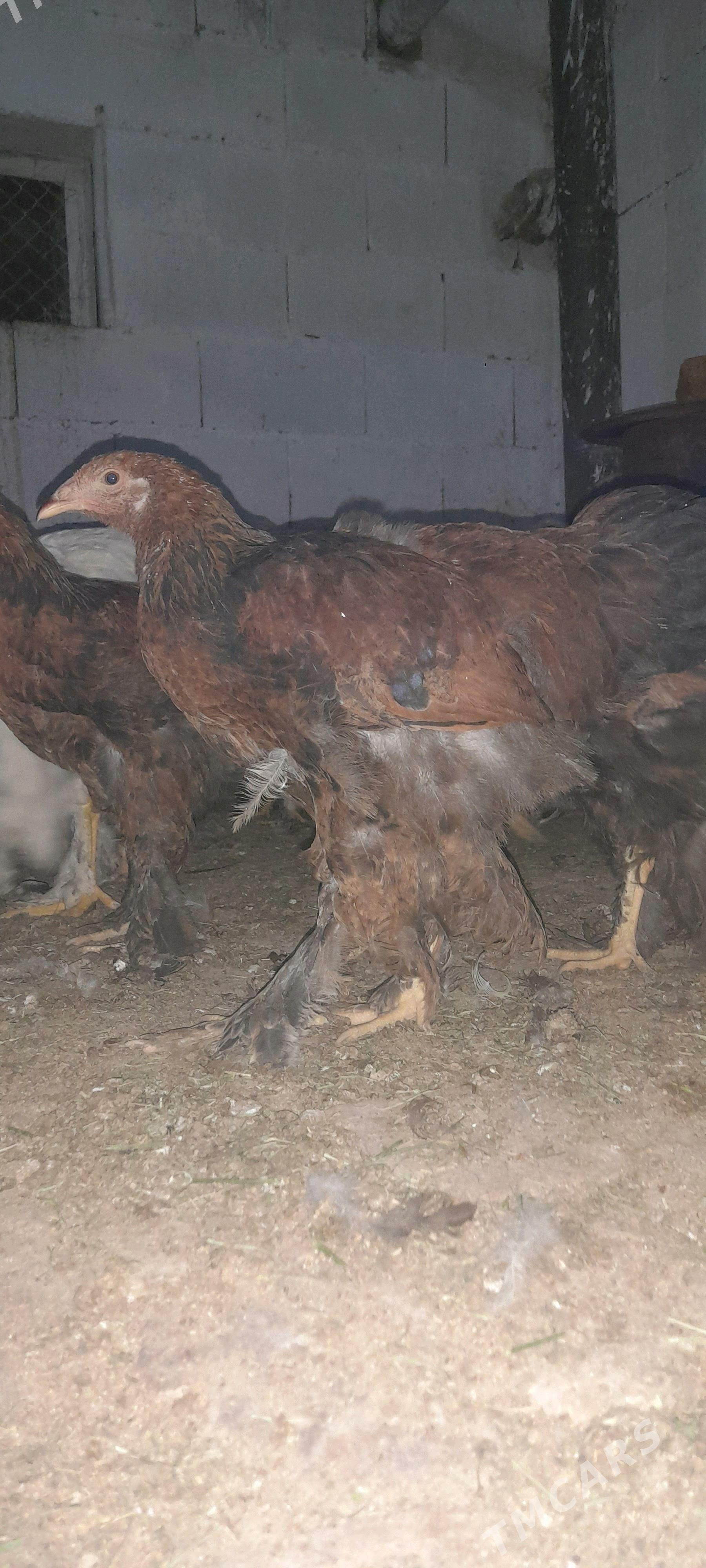 Brama 5 aý - Gökdepe - img 3