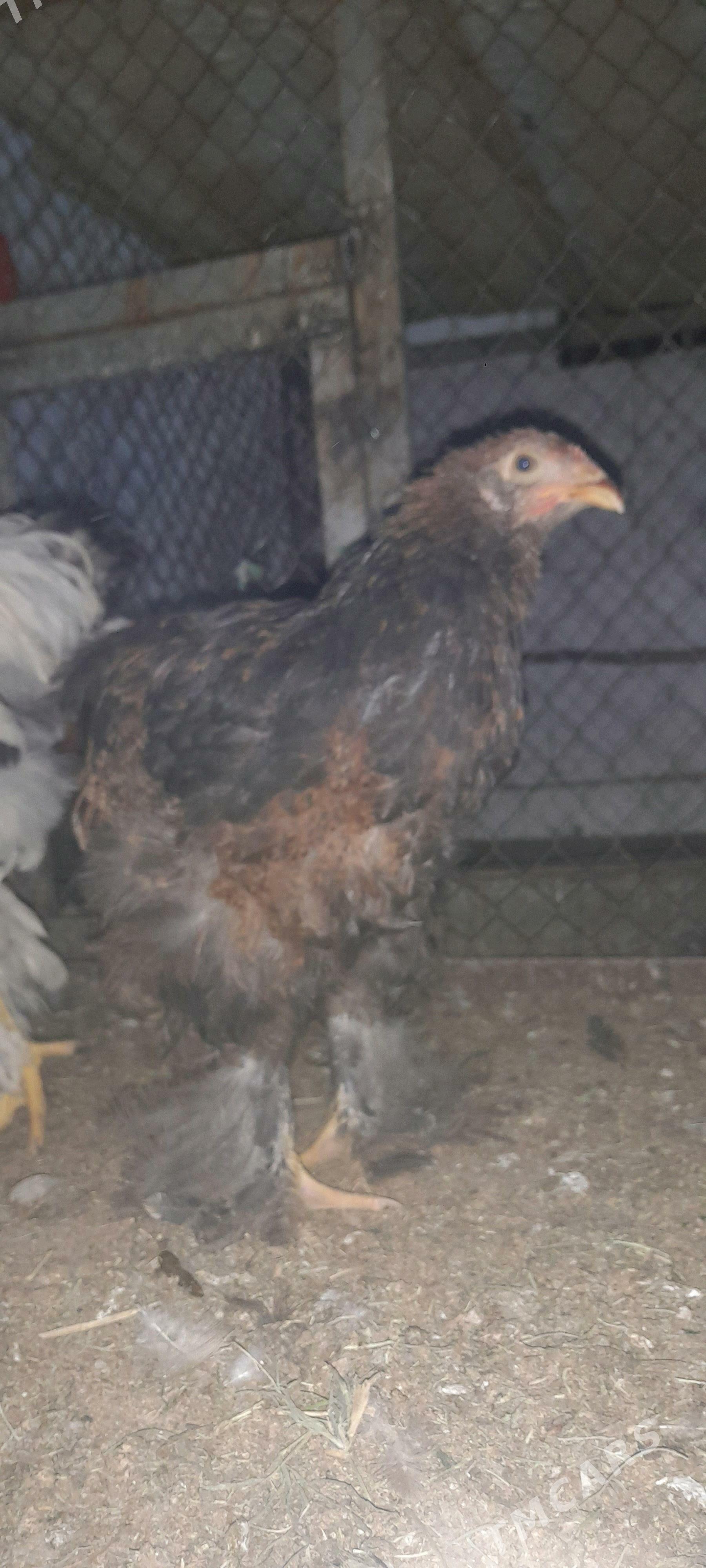 Brama 5 aý - Gökdepe - img 4