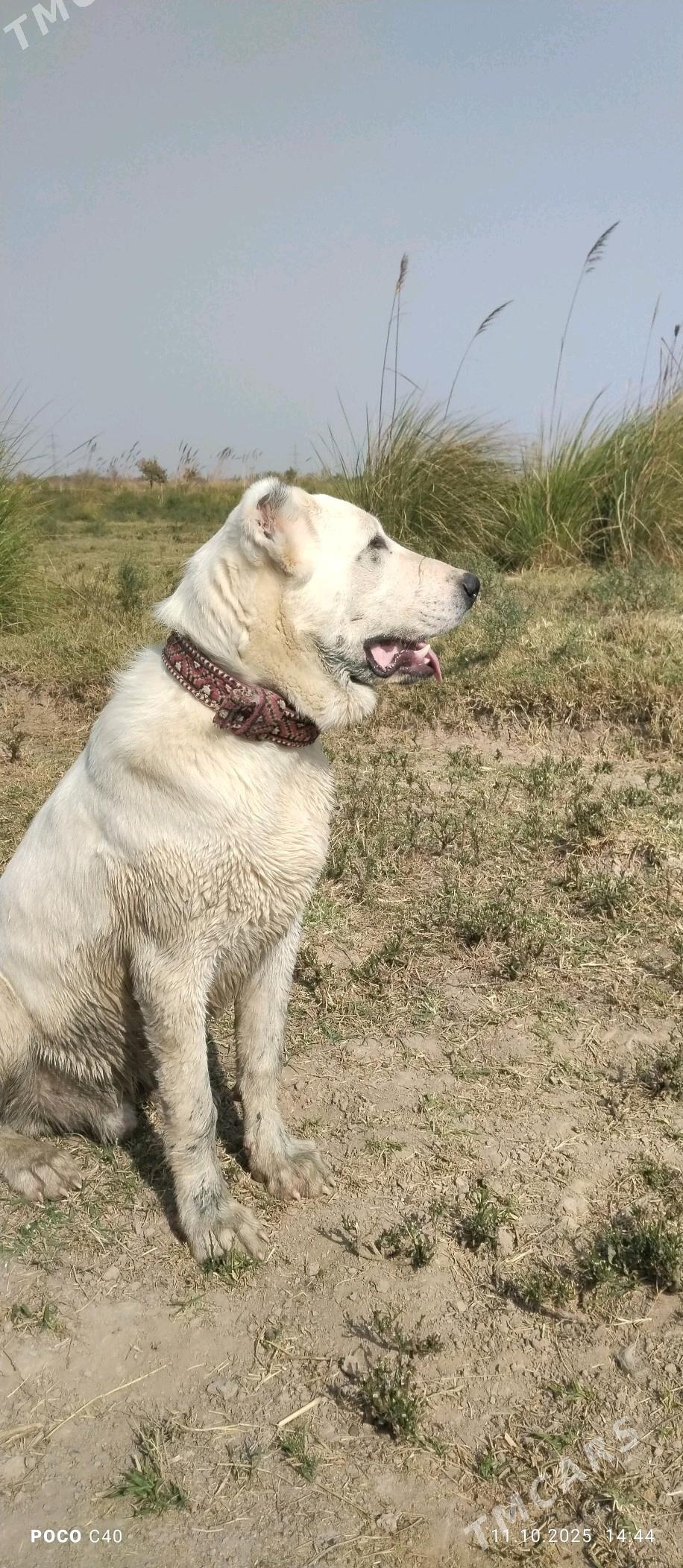 Akgush - Wekilbazar - img 1