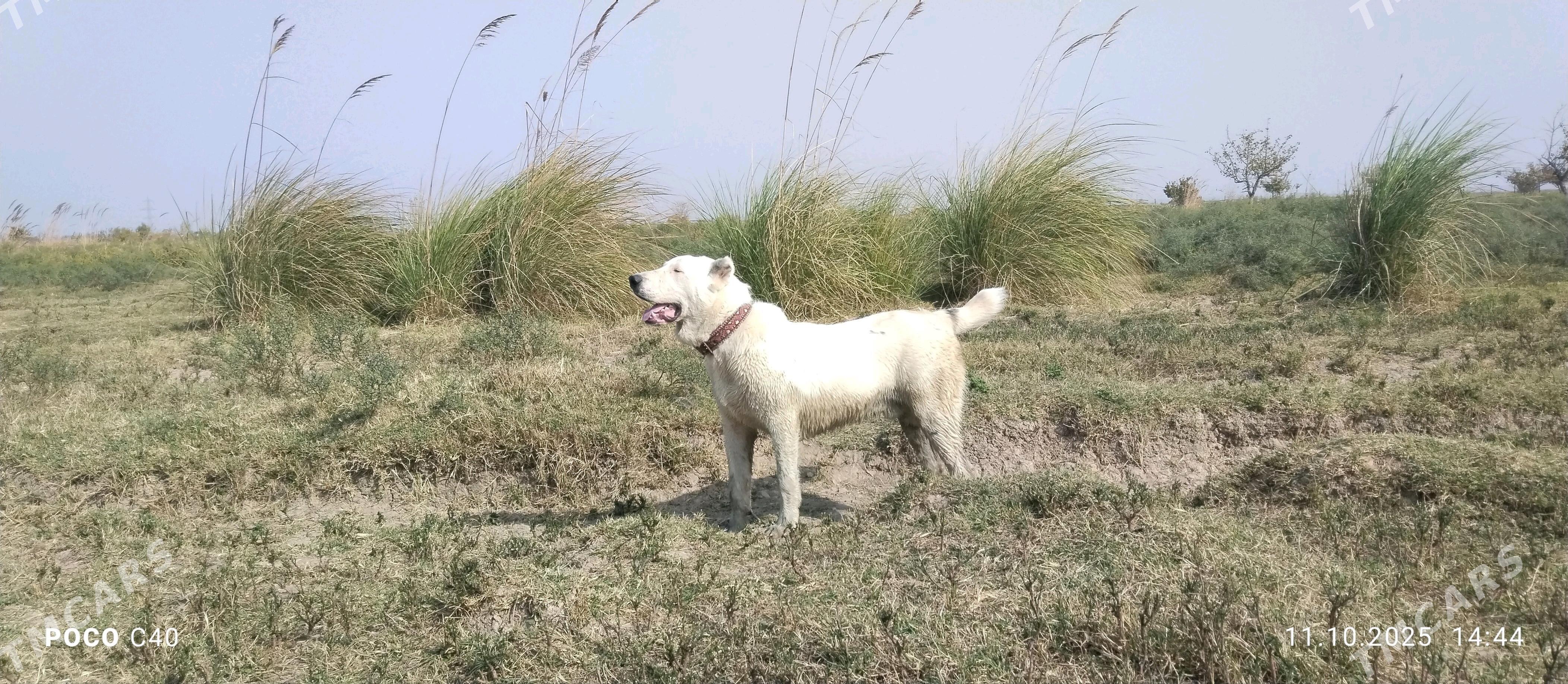 Akgush - Wekilbazar - img 2