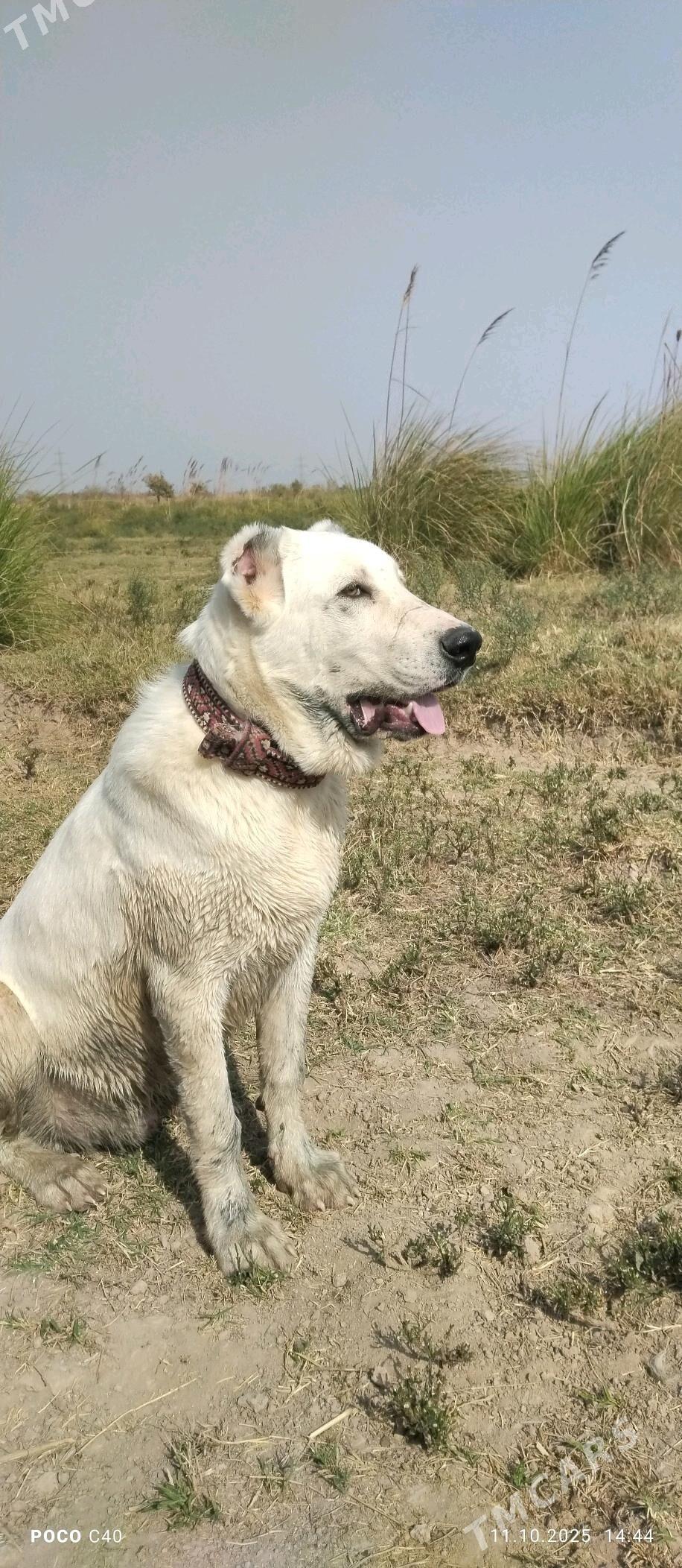 Akgush - Wekilbazar - img 3