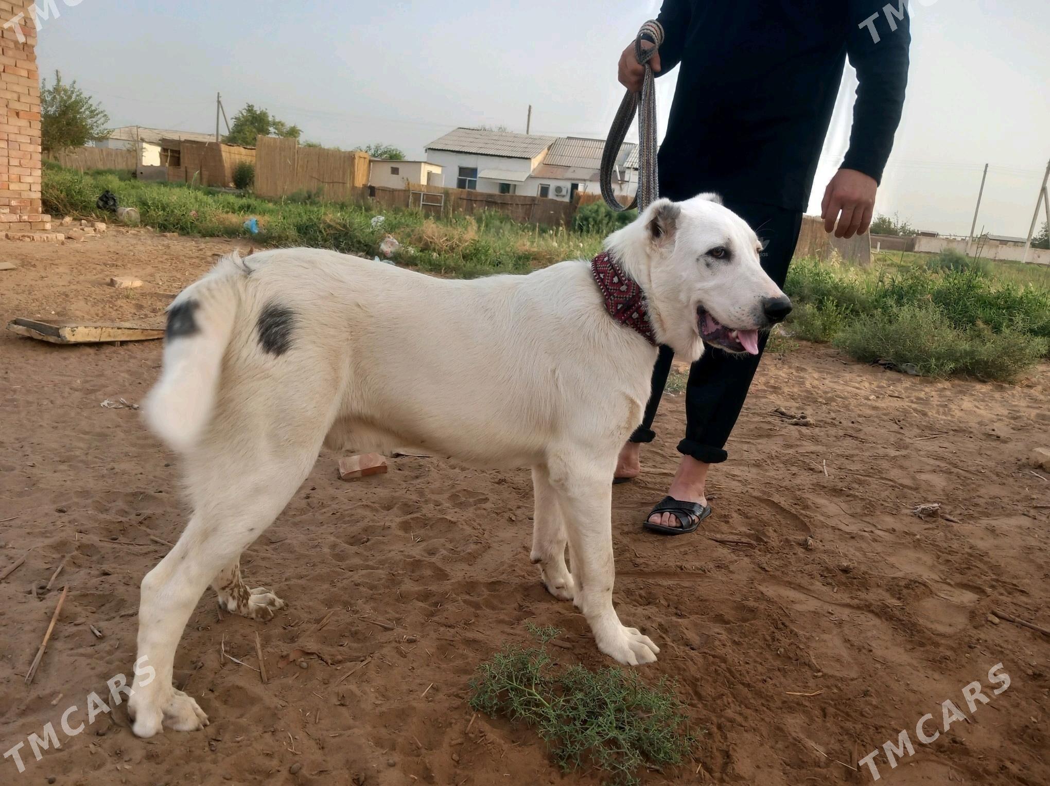 Akgush - Wekilbazar - img 4