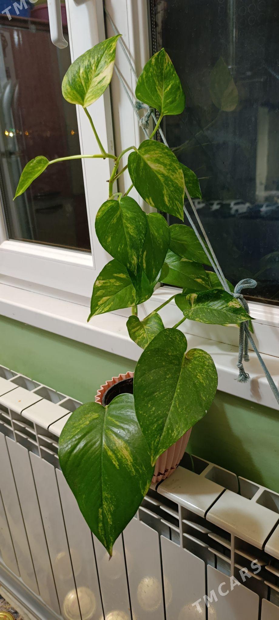 liana (лиана) - 11 mkr - img 1