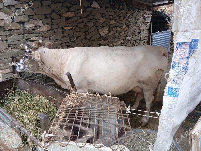 sygyr bogaz - Бахарден - img 1