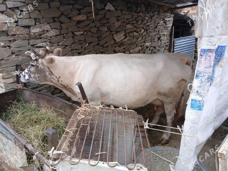 sygyr bogaz - Bäherden - img 2