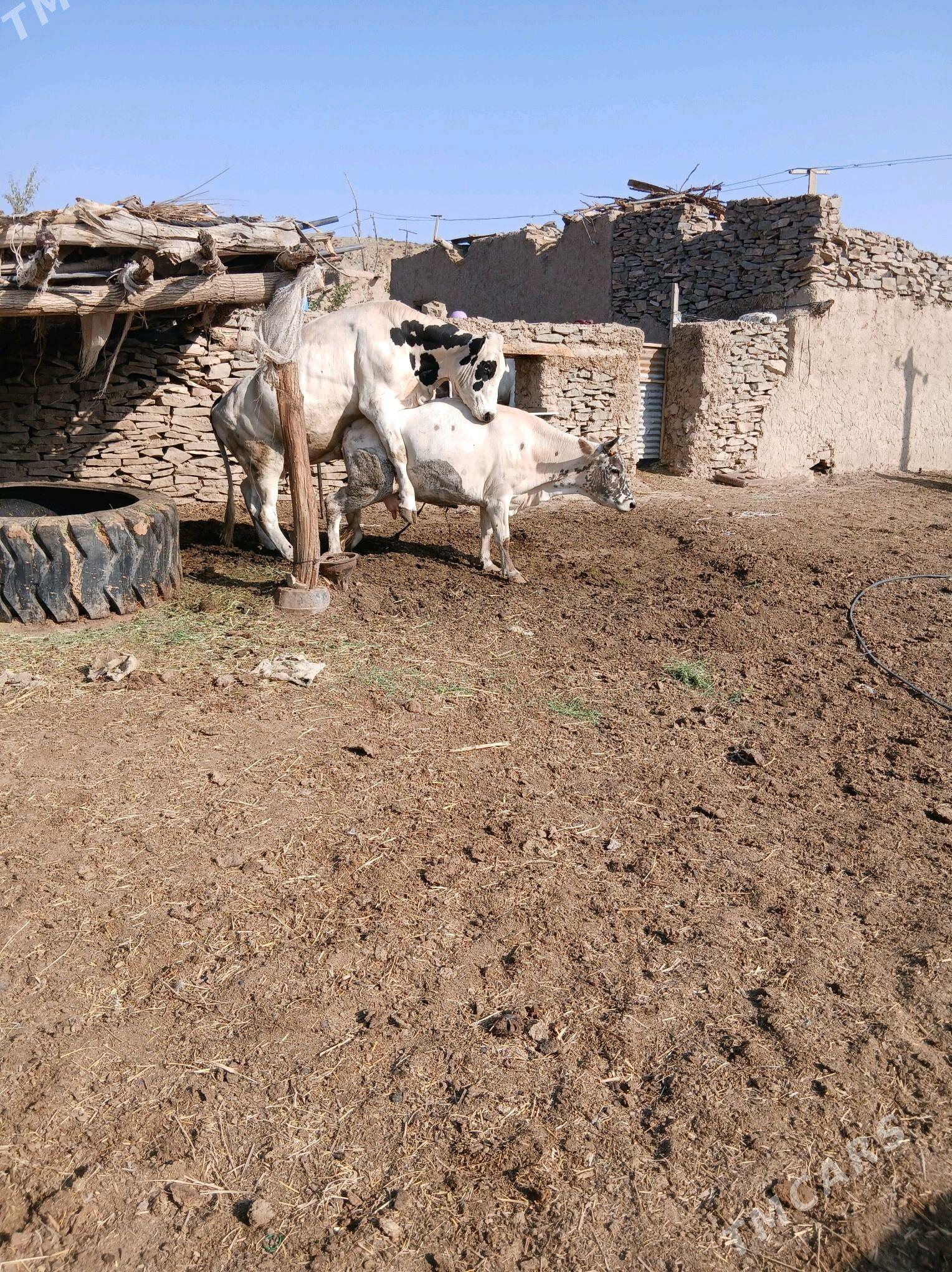 sygyr bogaz - Bäherden - img 3