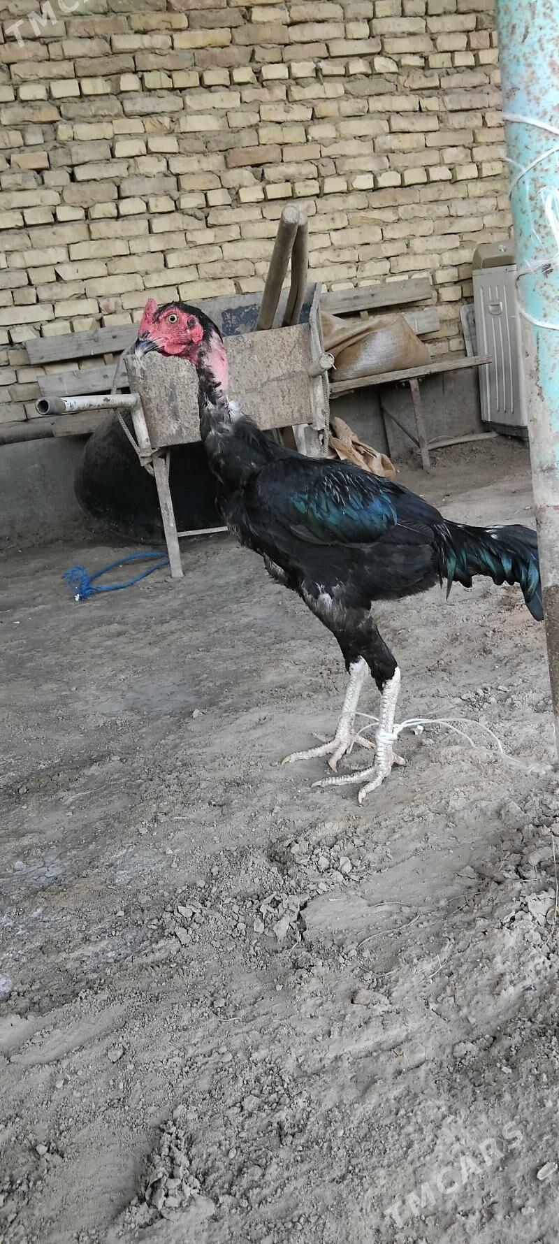 horaz juje - Sakar - img 1