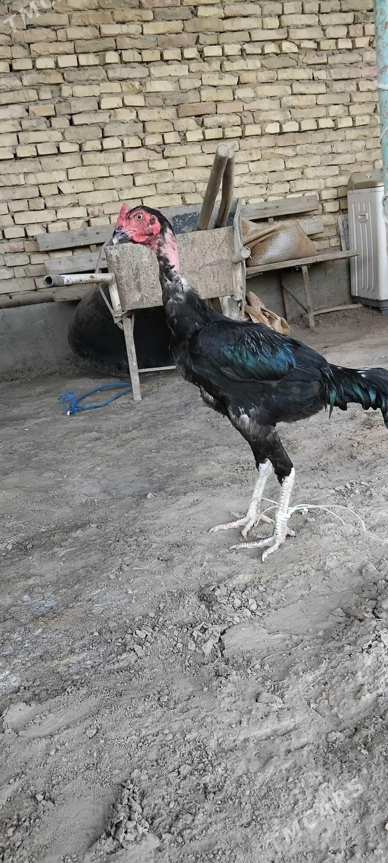 horaz juje - Sakar - img 2