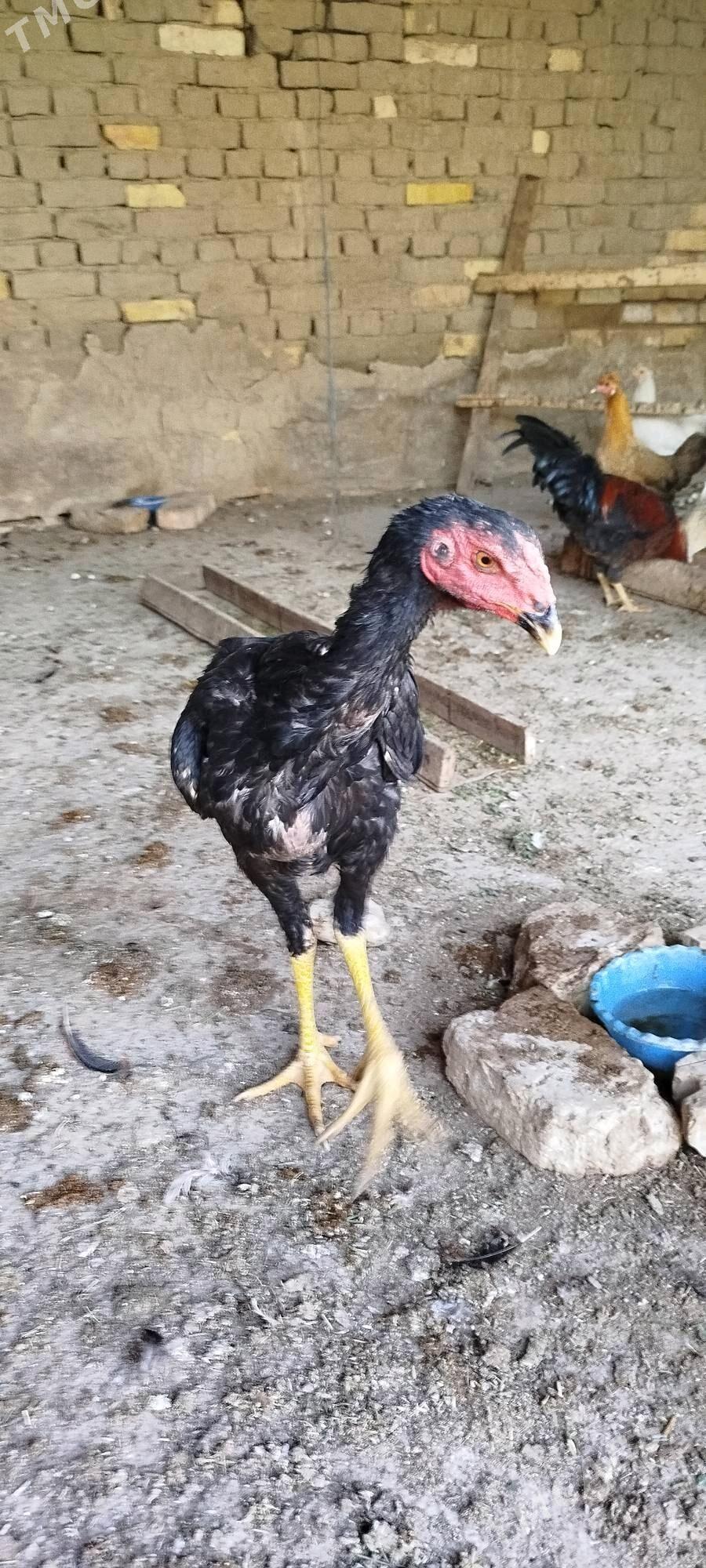 Baŷes - Sakarçäge - img 2