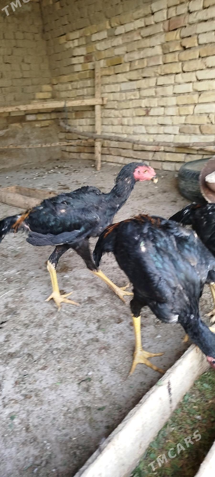 Baŷes - Sakarçäge - img 1