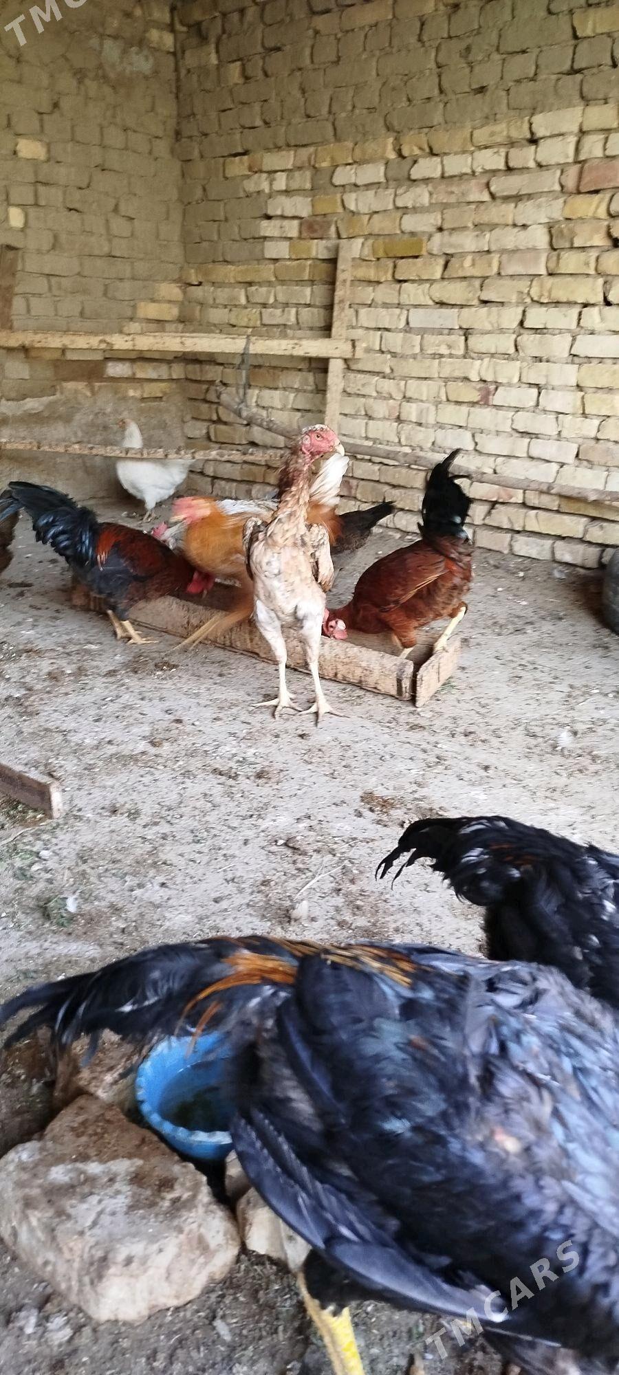 Baŷes - Sakarçäge - img 3