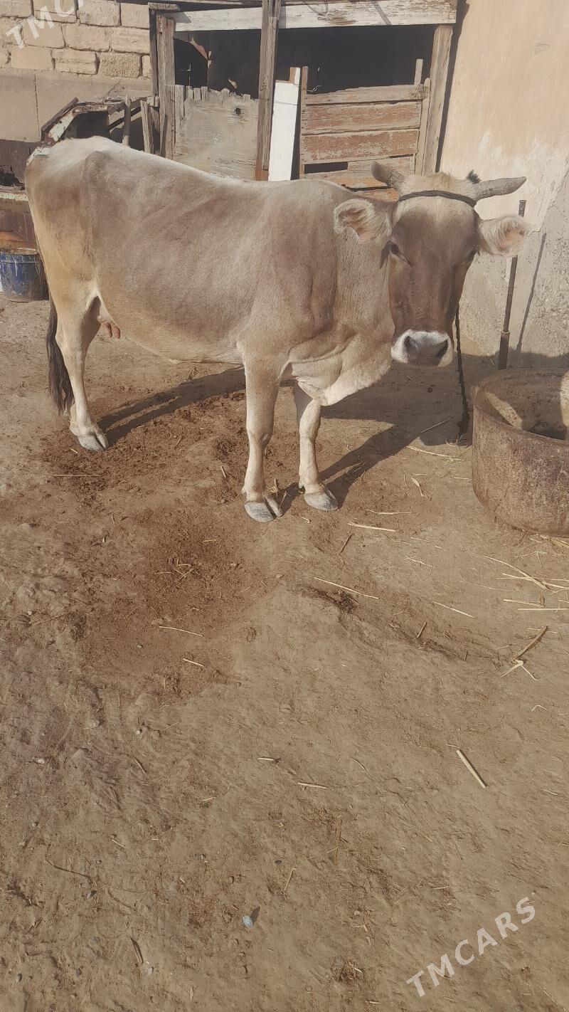 goleli sugyr - Gyzylarbat - img 3