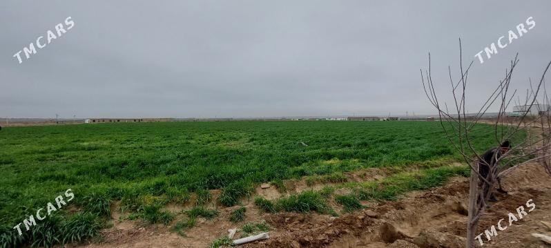 BIZNES - Aşgabat - img 10